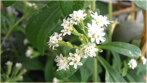 Stewia zdrowszy zamiennik cukru