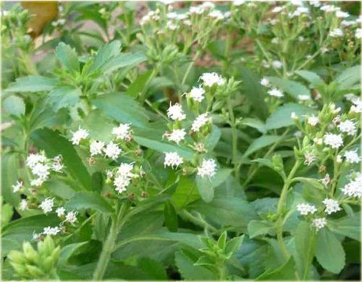 Stewia zdrowszy zamiennik cukru