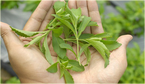 Stewia zdrowszy zamiennik cukru