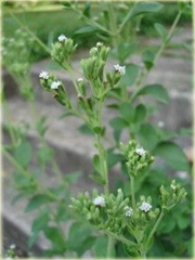 Stewia zdrowszy zamiennik cukru