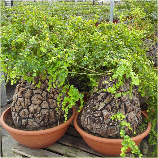 Stopa słonia, Roślina żółw, Turtleback Dioscorea elephantipes