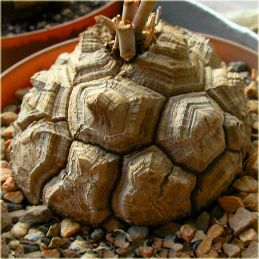 Stopa słonia, Roślina żółw, Turtleback Dioscorea elephantipes