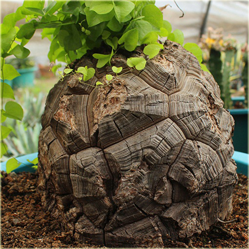 Stopa słonia, Roślina żółw, Turtleback Dioscorea elephantipes