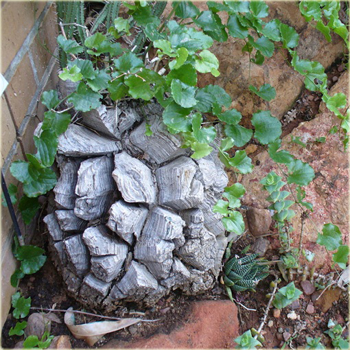 Stopa słonia, Roślina żółw, Turtleback Dioscorea elephantipes