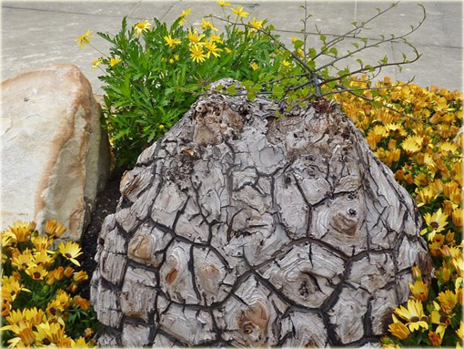 Stopa słonia, Roślina żółw, Turtleback Dioscorea elephantipes