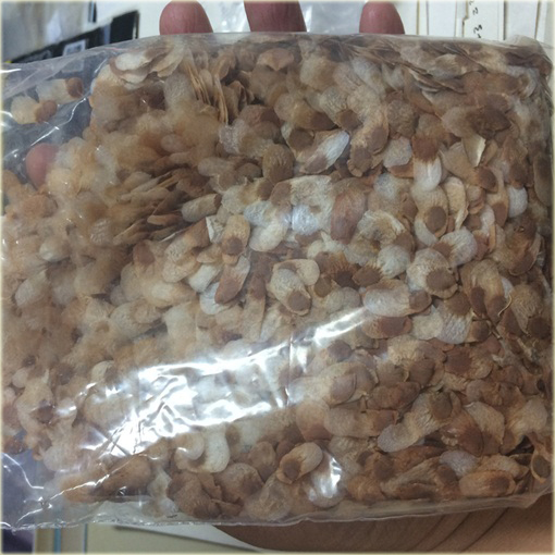 Stopa słonia, Roślina żółw, Turtleback Dioscorea elephantipes