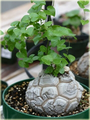 Stopa słonia, Roślina żółw, Turtleback Dioscorea elephantipes
