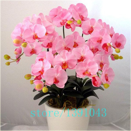 Storczyk mix, orchidea