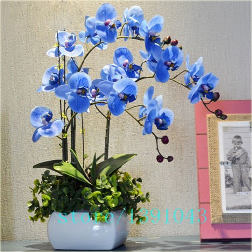 Storczyk mix, orchidea