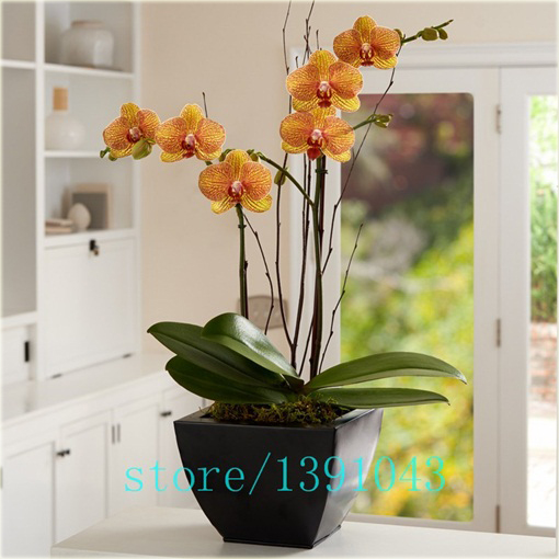 Storczyk mix, orchidea