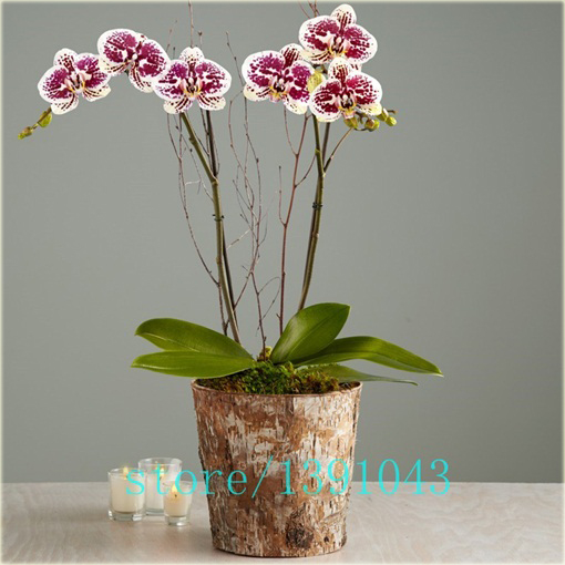 Storczyk mix, orchidea