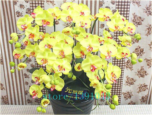 Storczyk mix, orchidea