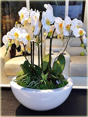 Storczyk mix, orchidea