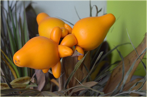 Sutek owocowy Solanum mammosum jabłko Sodomy ozdobny