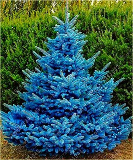 Świerk kłujący niebieski mix