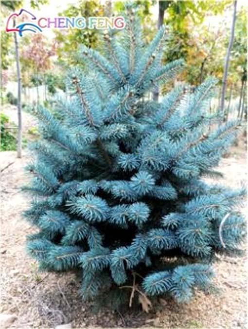 Świerk kłujący niebieski mix