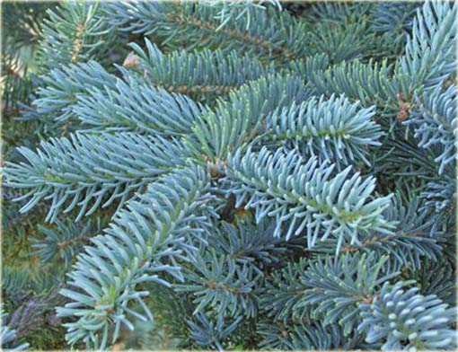 Świerk kłujący niebieski mix