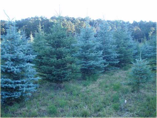 Świerk kłujący niebieski mix