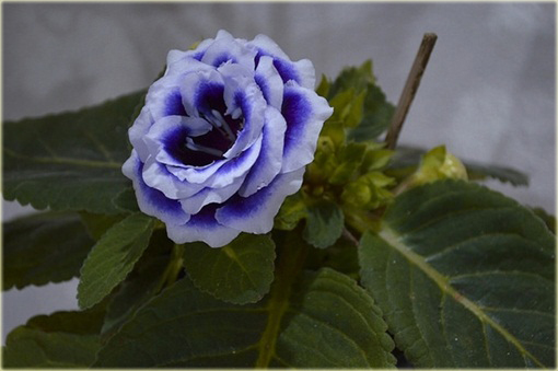 Syningia okazała gloksynia niebieska