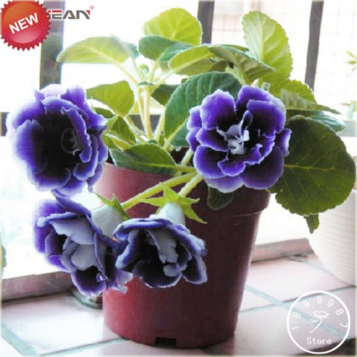 Syningia okazała gloksynia niebieska