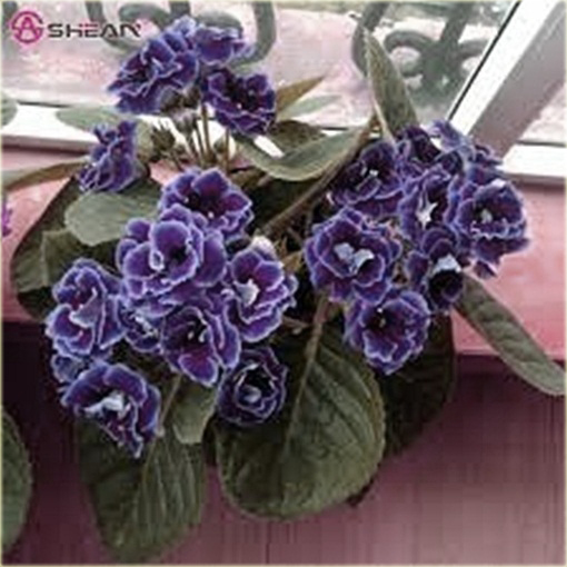 Syningia okazała gloksynia niebieska