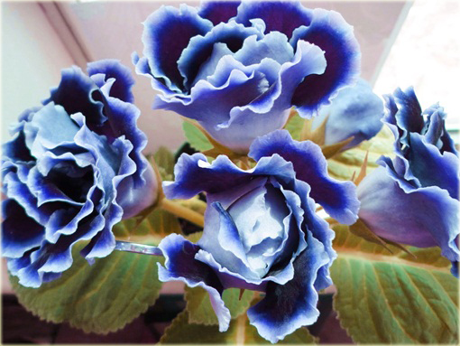 Syningia okazała gloksynia niebieska