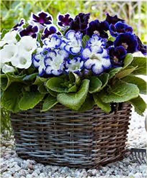 Syningia okazała gloksynia niebieska