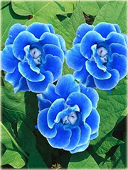 Syningia okazała gloksynia niebieska