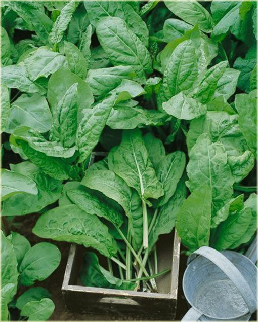 Szczaw jadalny ogrodowy na zupę szczawiową