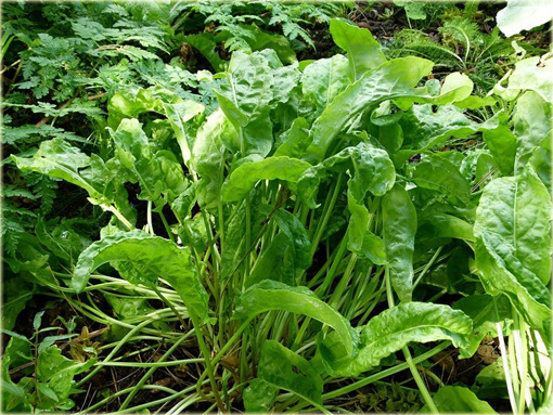 Szczaw jadalny ogrodowy na zupę szczawiową