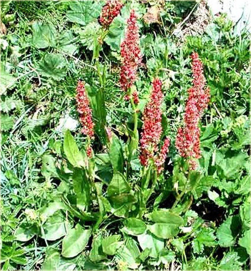 Szczaw jadalny ogrodowy na zupę szczawiową