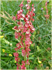 Szczaw jadalny ogrodowy na zupę szczawiową