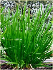 Szczypiorek chiński super smaczny bez GMO