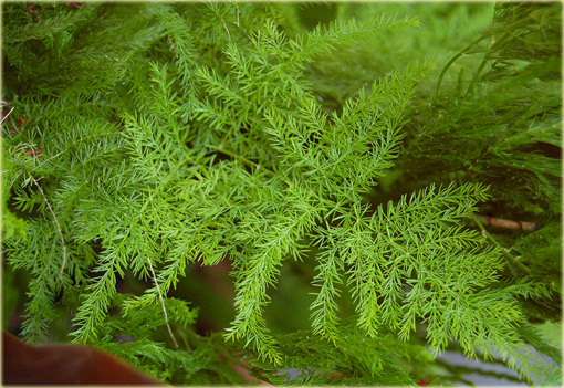 Szparag pierzasty, asparagus, paprotka domowa z Kenii Afryka