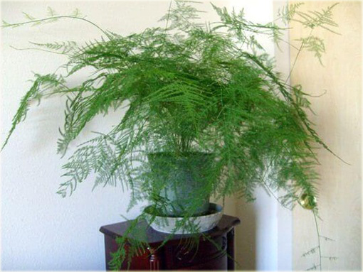 Szparag pierzasty, asparagus, paprotka domowa z Kenii Afryka