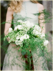 Szparag pierzasty, asparagus, paprotka domowa z Kenii Afryka