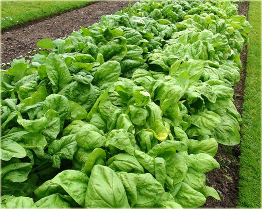 Szpinak warzywny na sałatkę