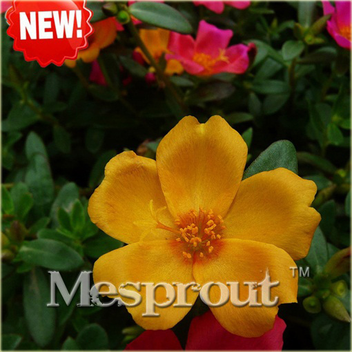 Tarczyca brodata żółta chińskie zioło na tarczycę