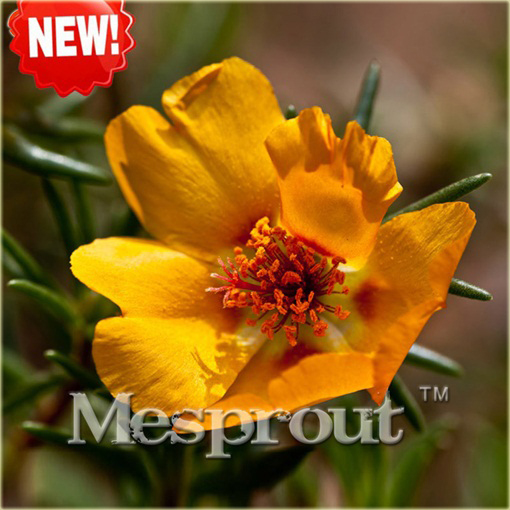 Tarczyca brodata żółta chińskie zioło na tarczycę