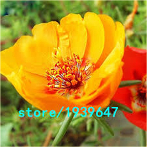 Tarczyca brodata żółta chińskie zioło na tarczycę