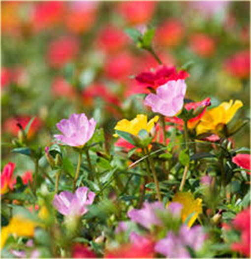 Tarczyca brodata żółta chińskie zioło na tarczycę