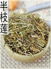 Tarczyca brodata żółta chińskie zioło na tarczycę
