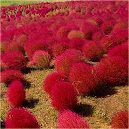 Trawa czerwona, Mietelnik