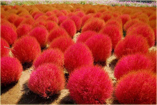 Trawa czerwona, Mietelnik