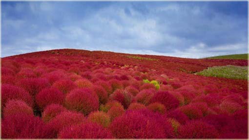 Trawa czerwona, Mietelnik