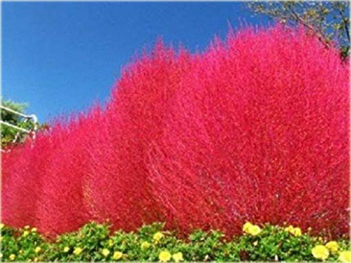 Trawa czerwona, Mietelnik