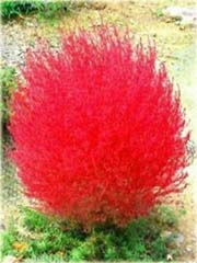 Trawa czerwona, Mietelnik
