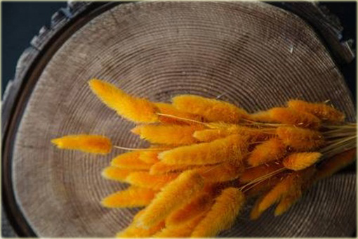 Trawa kostrzewa ogon królika wieloletnia