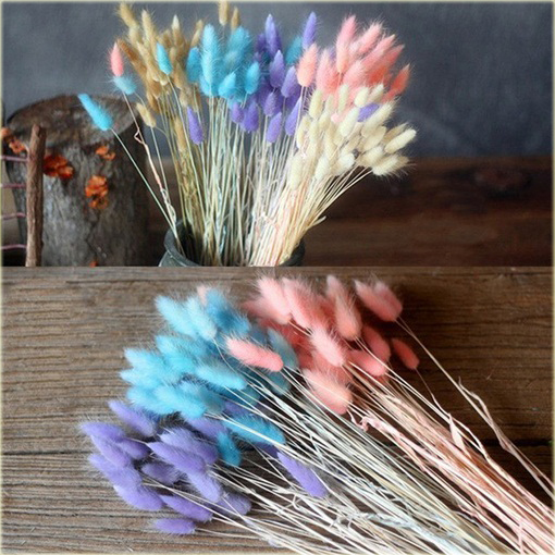 Trawa kostrzewa ogon królika wieloletnia