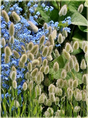 Trawa kostrzewa ogon królika wieloletnia
